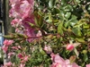 Stem and leaf