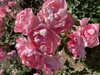 Cluster of open flowers