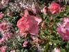 Flower single