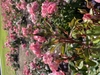 Stem with buds