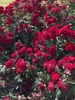 Clusters of open flowers