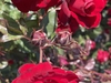 Buds