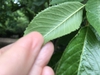 Back of leaf