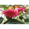 Rhodoleia henryi