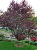 Prunus cerasifera 'Thundercloud'