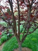 Prunus cerasifera 'Thundercloud'