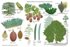 Botanical illustration showing all parts of the plant