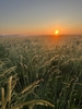 Expanse of tall grass with comb-like flowering spikes at sunrise