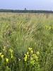 Clump of bluish grass with comb-like flower spikes on tall culms