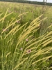 Closeup of comb-like flower spikes from a clump of grass