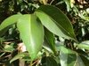 Lanceolate leaves on a shoot with prominent marginal vein.