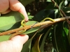 Hand cradling leafy branch showing leaves and lenticels