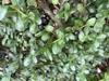 Leaves and berries in November in Durham, North Carolina