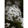 Viburnum obovatum 'Raulston Hardy'