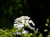 Flower clusters