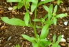 Green Leaves and stem