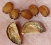 Browm seed