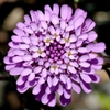 Iberis umbellata