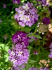 Iberis umbellata