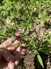 Green leaves and stem