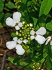 Close up of flowers showing uneven petal size.