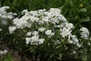 Form of the plant in bloom