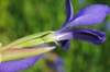 Side of flower