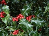 Ilex aquifolium