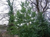 Ilex aquifolium