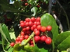 Ilex cassine