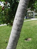 Ilex cassine