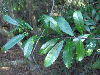 Ilex cassine