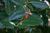 Ilex x 'Nellie R. Stevens'