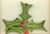Ilex cornuda 'Rotunda'