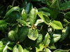 Close up of leaves.