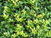 Ilex crenata