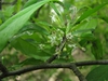 Ilex decidua