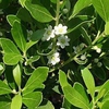 Leaf and branch structure