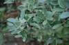 Fruits