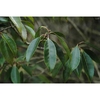 Broad, spinless, green leaves.