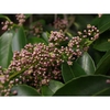 Clusters of small, purple-pink flowers.
