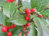 Ilex verticillata 