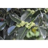 Ilex x koehneana 'Martha Berry' blooms
