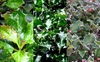 Ilex x meserveae