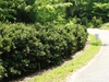 Ilex Cornuta 'Carissa'