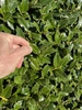 close-up on shiny, spiny leaves. A hand provides scale.