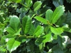 Leaf close-up