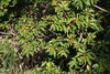 Ilex pedunculosa