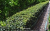 Ilex x meserveae
