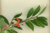 branch with spiny green leaves and small red berries.